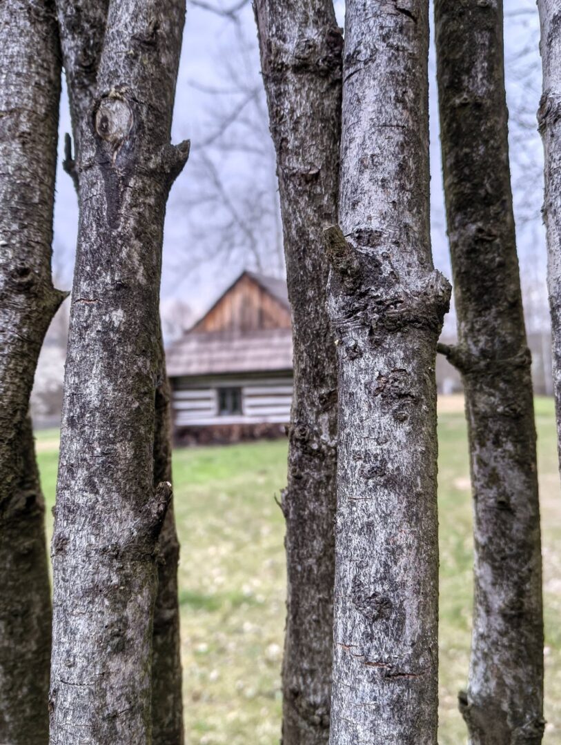 Close-up of gray tree trunks seen through a wooden fence, with a small rustic cabin in the background