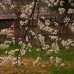 Branch with numerous white blossoms in bloom; a rustic wooden fence and yard are in the blurred background.