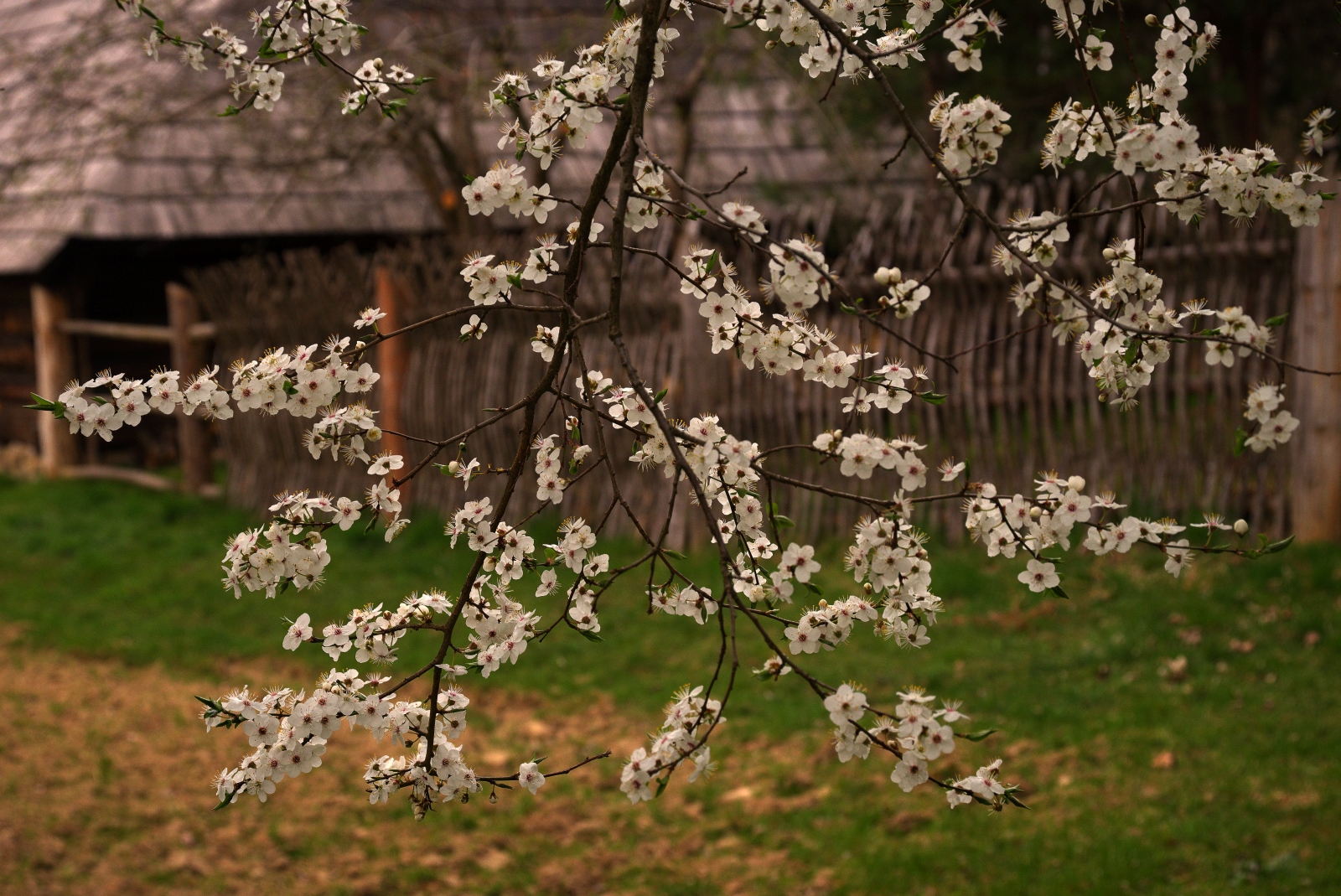 Branch with numerous white blossoms in bloom; a rustic wooden fence and yard are in the blurred background.
