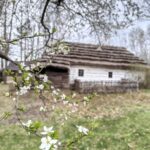 Close-up of a flowering branch with white blossoms in the foreground and a weathered wooden cottage in the background.