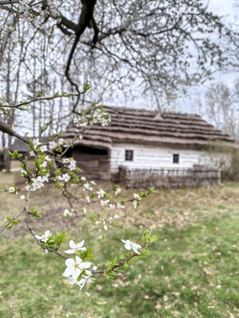 Close-up of a flowering branch with white blossoms in the foreground and a weathered wooden cottage in the background.