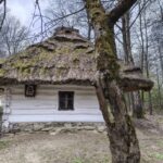 Thatched-roof white cottage in a forest, with a mossy roof and small window visible.