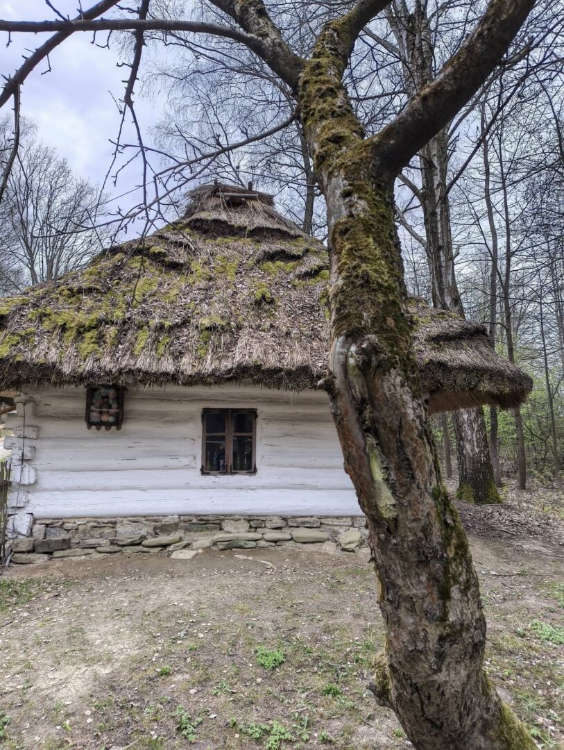 Thatched-roof white cottage in a forest, with a mossy roof and small window visible.