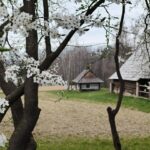White blossoms on tree branches in the foreground with a rural yard and wooden cabins in the background.