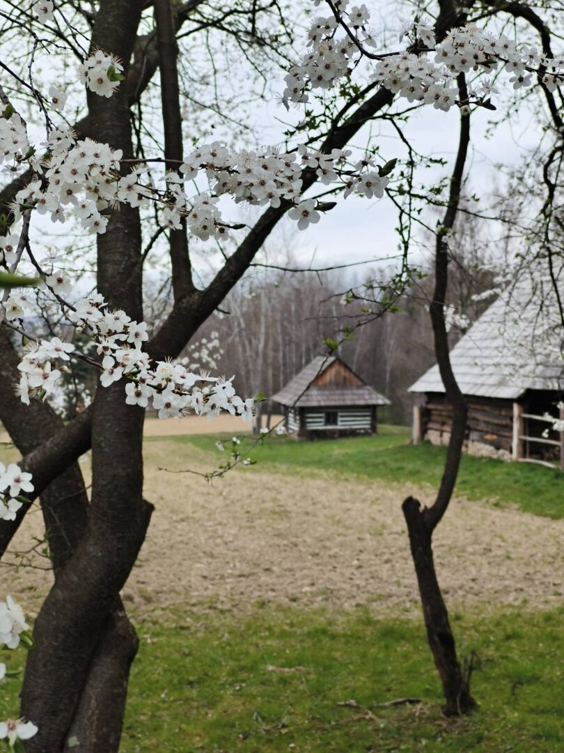 White blossoms on tree branches in the foreground with a rural yard and wooden cabins in the background.