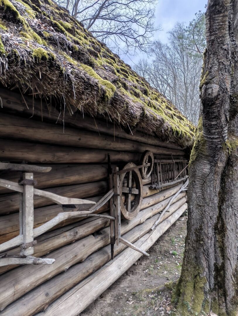 Log cabin with a mossy thatched roof, weathered wooden logs, and old farming implements leaning against the wall beside a tree trunk in a rural setting