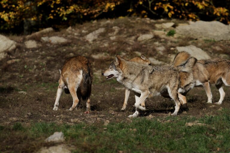 Wilki w pobliżu zabudowań. Władze gmin apelują o ostrożność